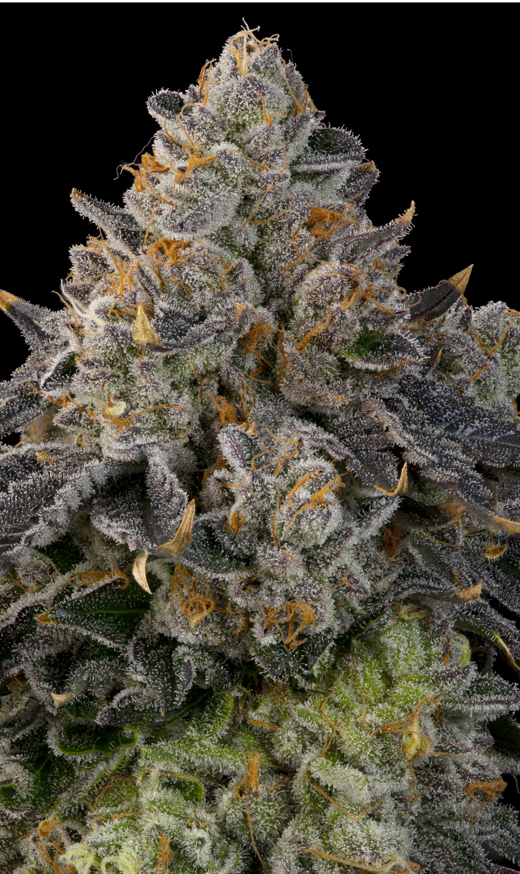 Peach Gummies (Candy Matterz x Peach Guava ) Grounded Genetics