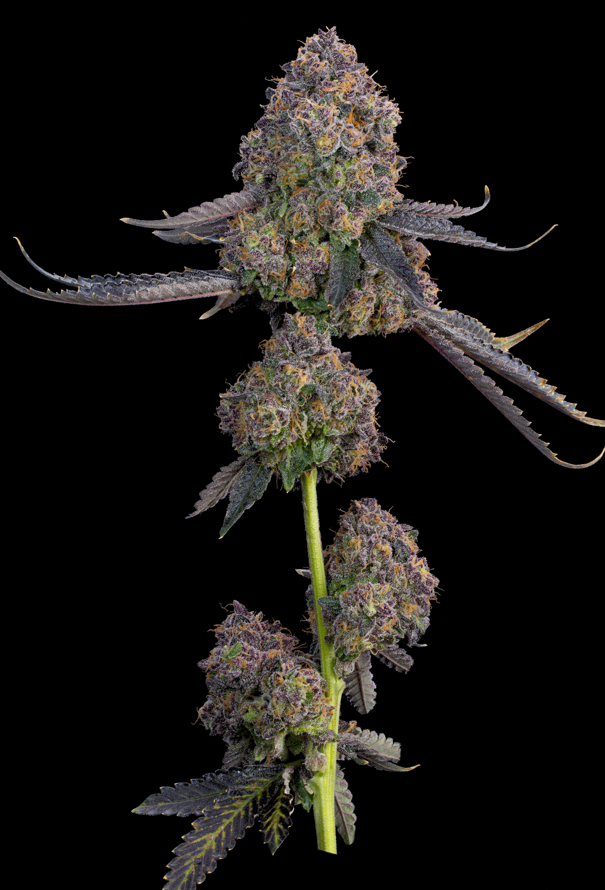 Pink Zoda (Z-Face x Ultraviolett Sherb) Grounded Genetics