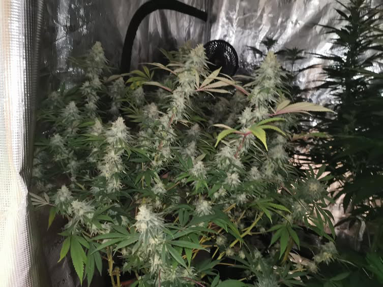 20 Sorten Cali Pack Seed Bundle - Gas Co. Genetics