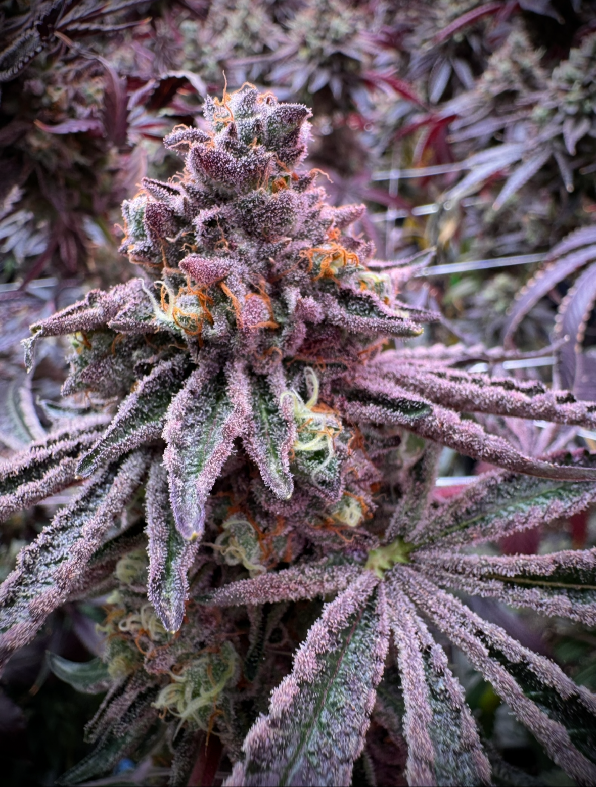 Grounded Genetics - SOUR BLUCCI (Sour Rs11 x Blue Rs11)