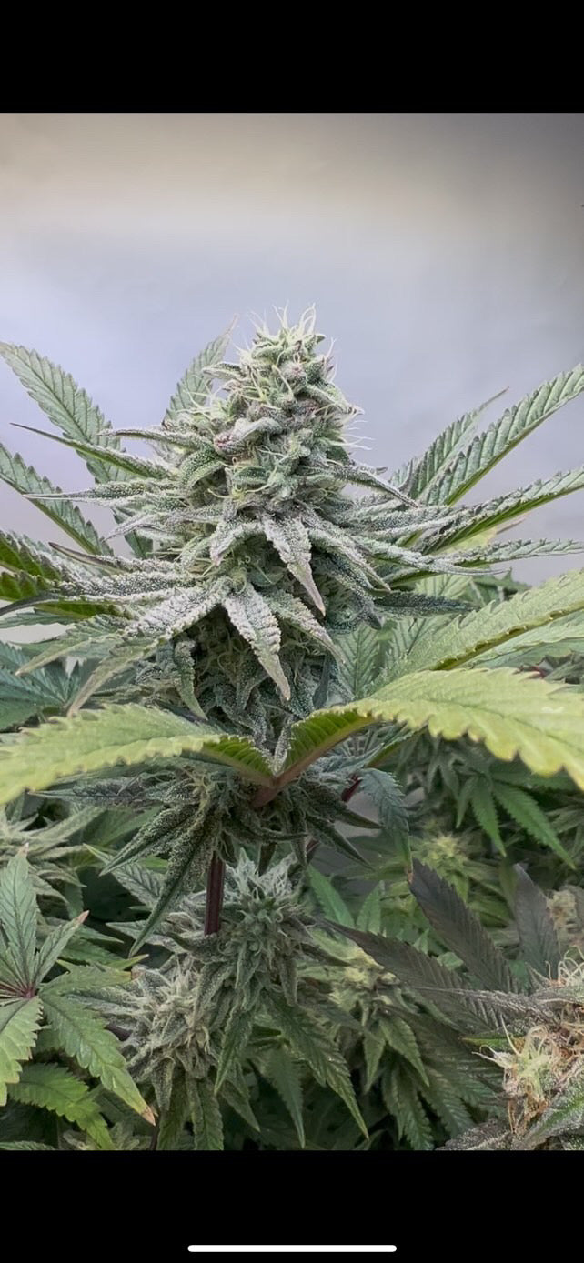 5 Strains Cali Pack Seed Bundle - Gas Co. Genetics