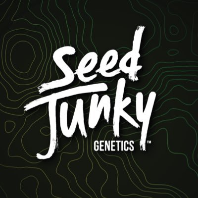 Seed Junky Genetics - Cookies & Cake x Kush Mints 11