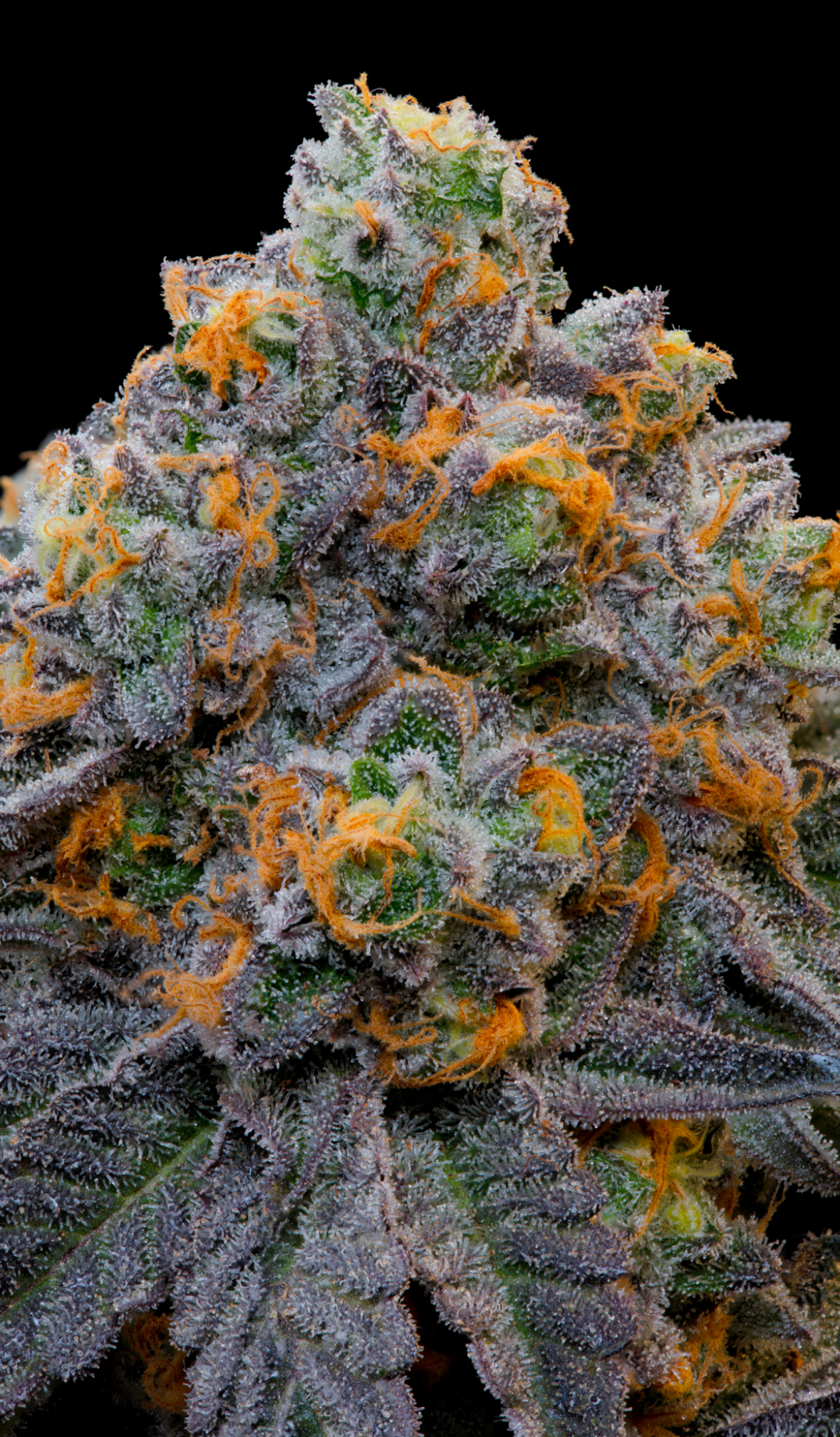 Grounded Genetics - BLUEZCOTTI