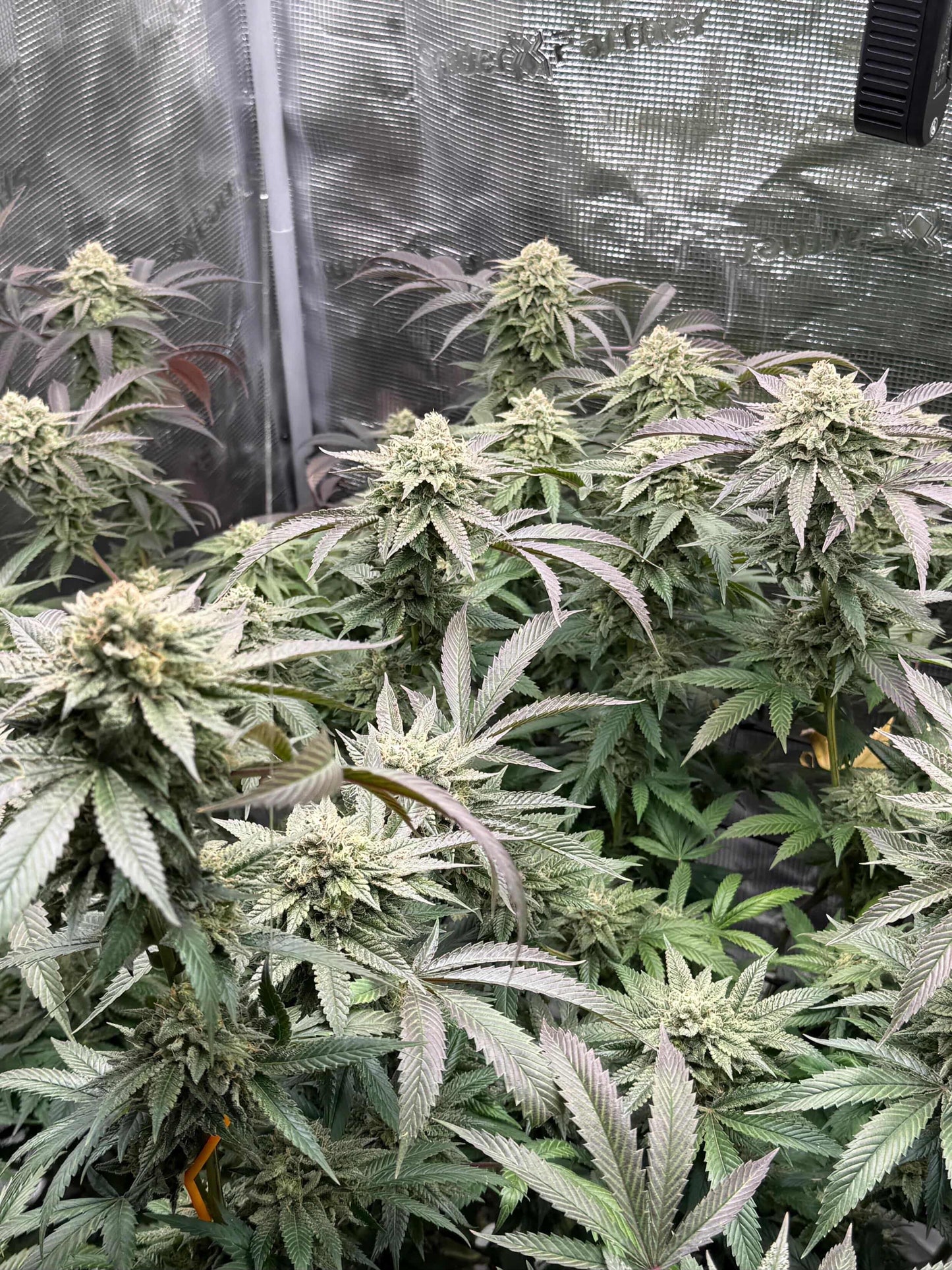 Melon Payton - ( Gary Payton x Fresca Melon) Gas Co. Genetics