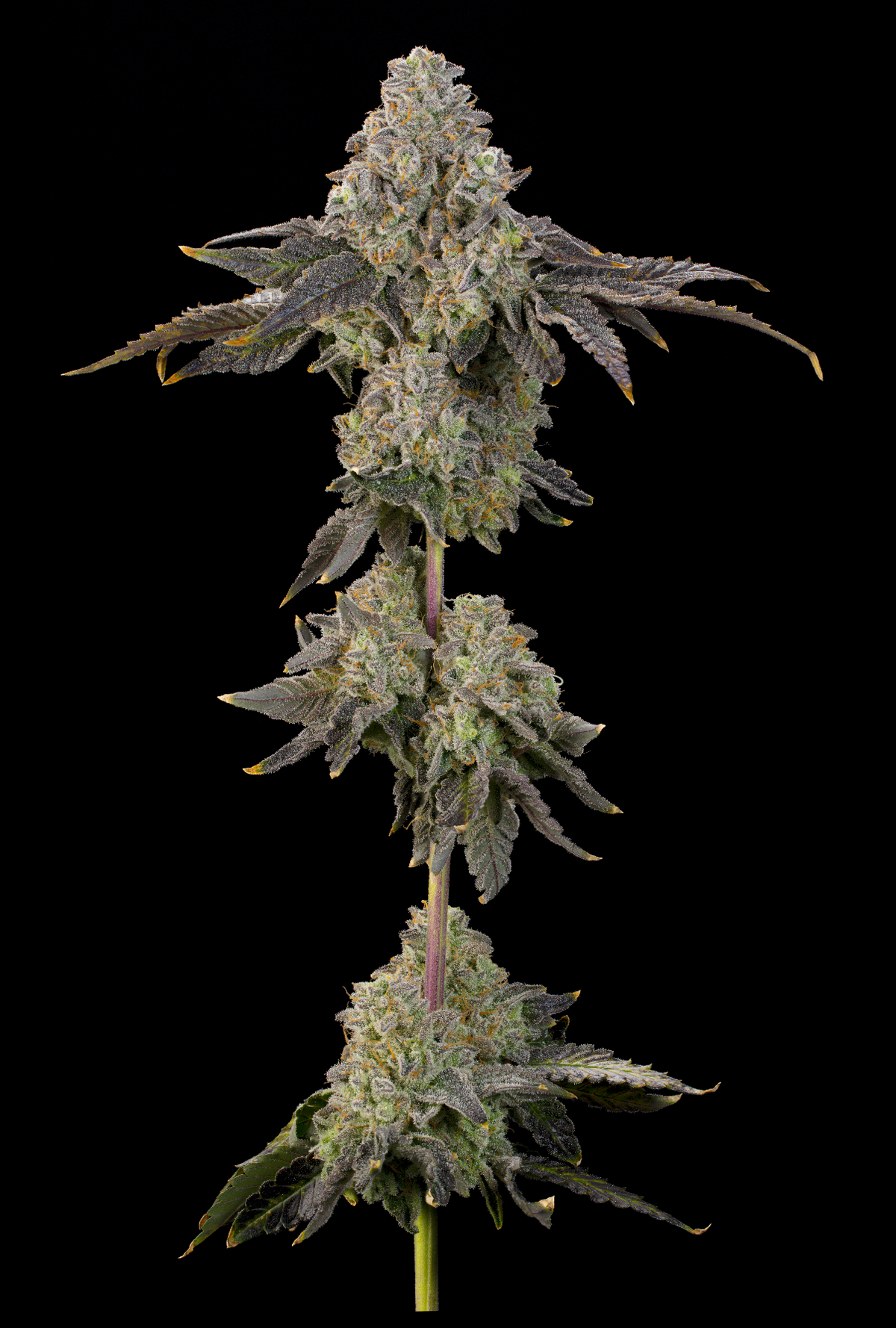 Peach Yuzu (Rainbow Belts 2.0 x Peach Guava) Grounded Genetics