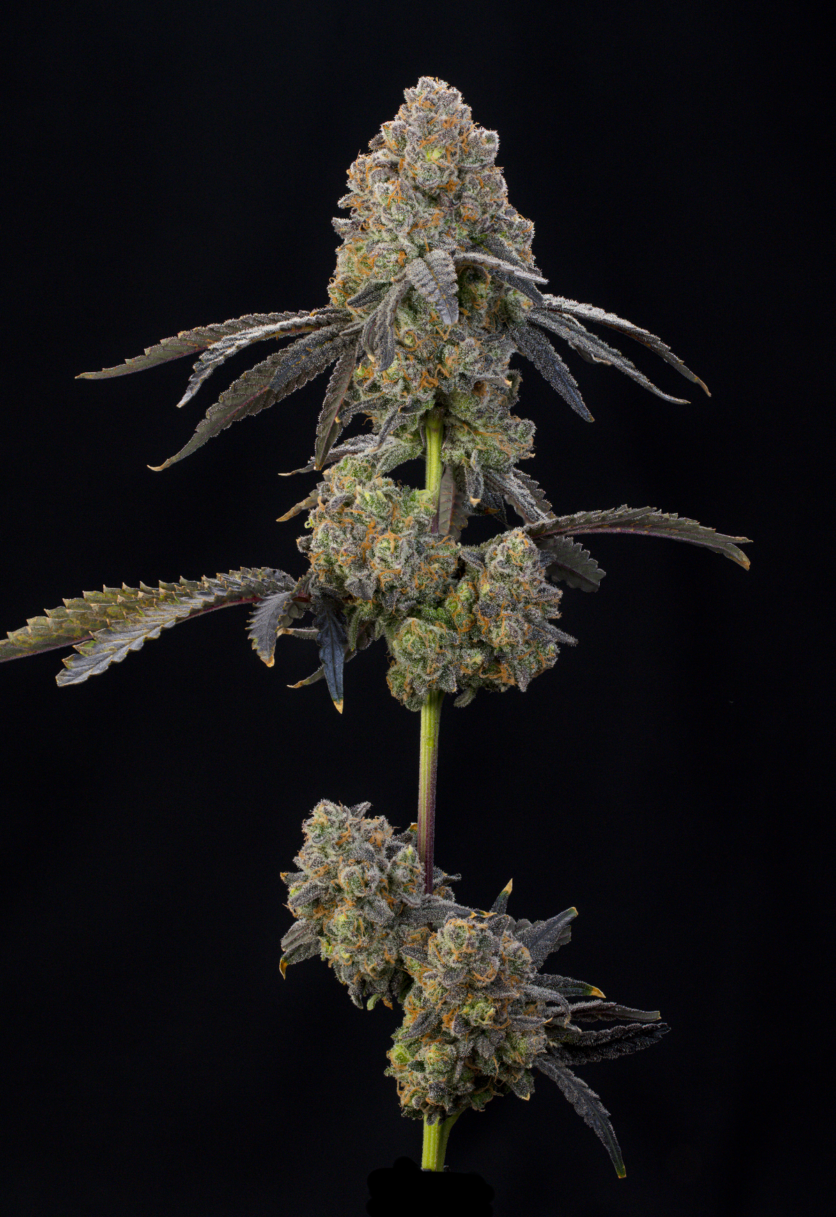 Nigiri (Zkittlez x Kushmints) x Ultraviolett Sherb Grounded Genetics