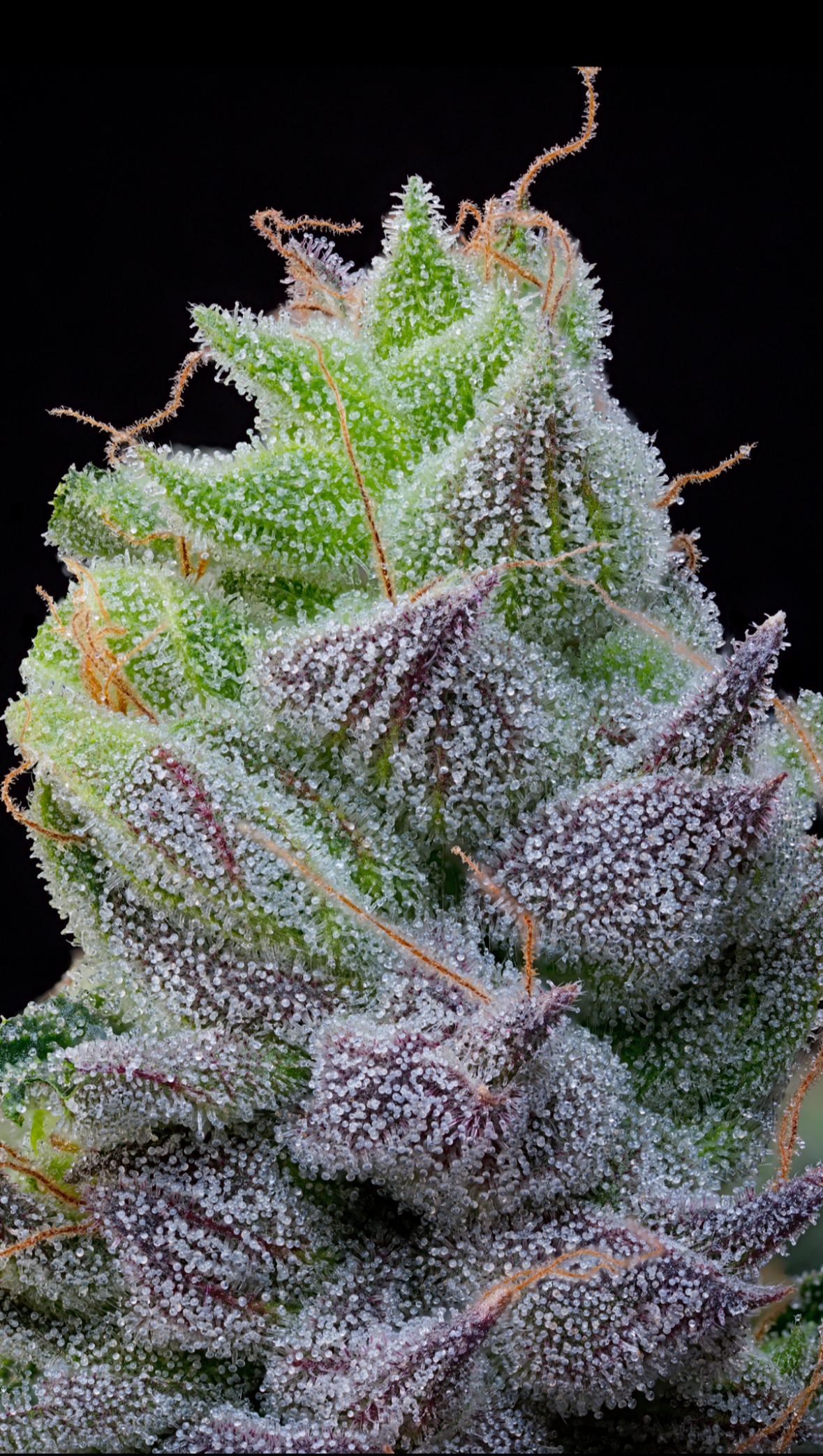 Grounded Genetics - PEACH LIMEADE