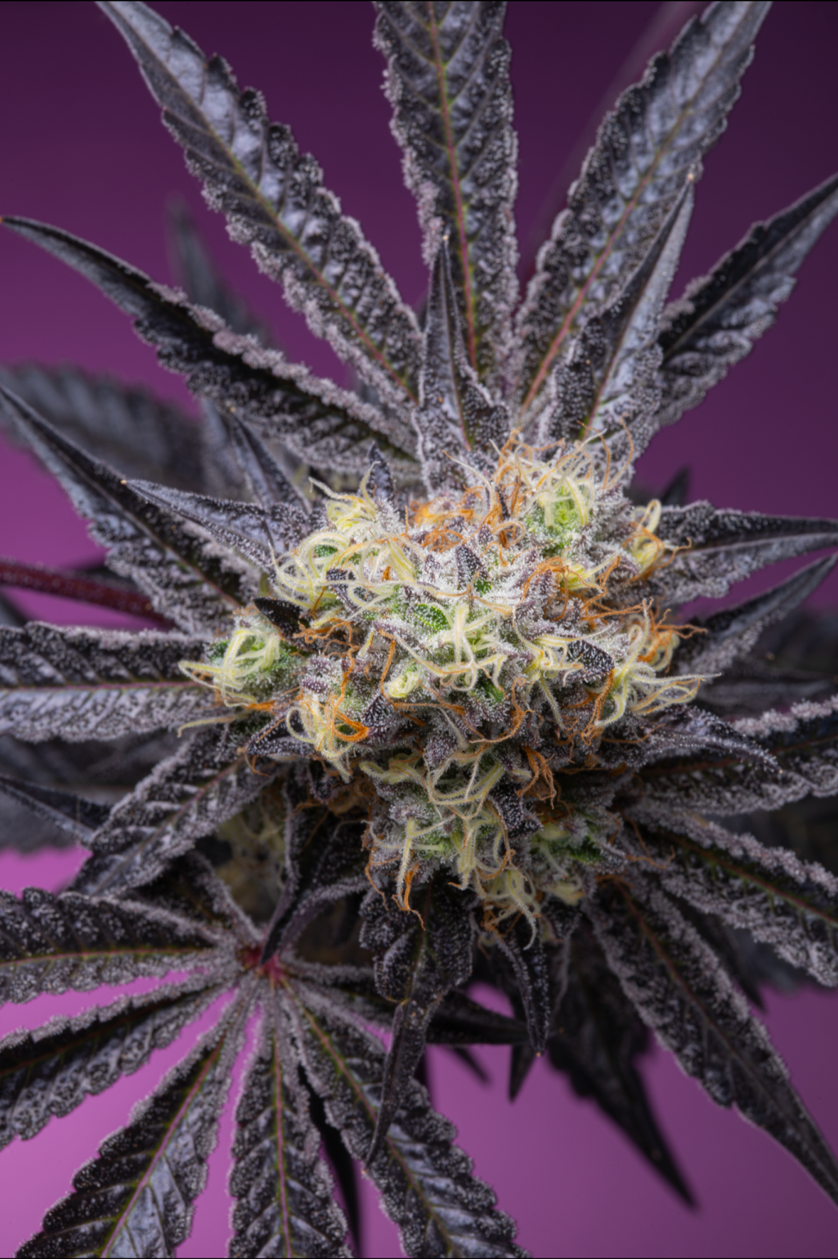 Grounded Genetics - ZOAPAYA (Zoap x Papaya)