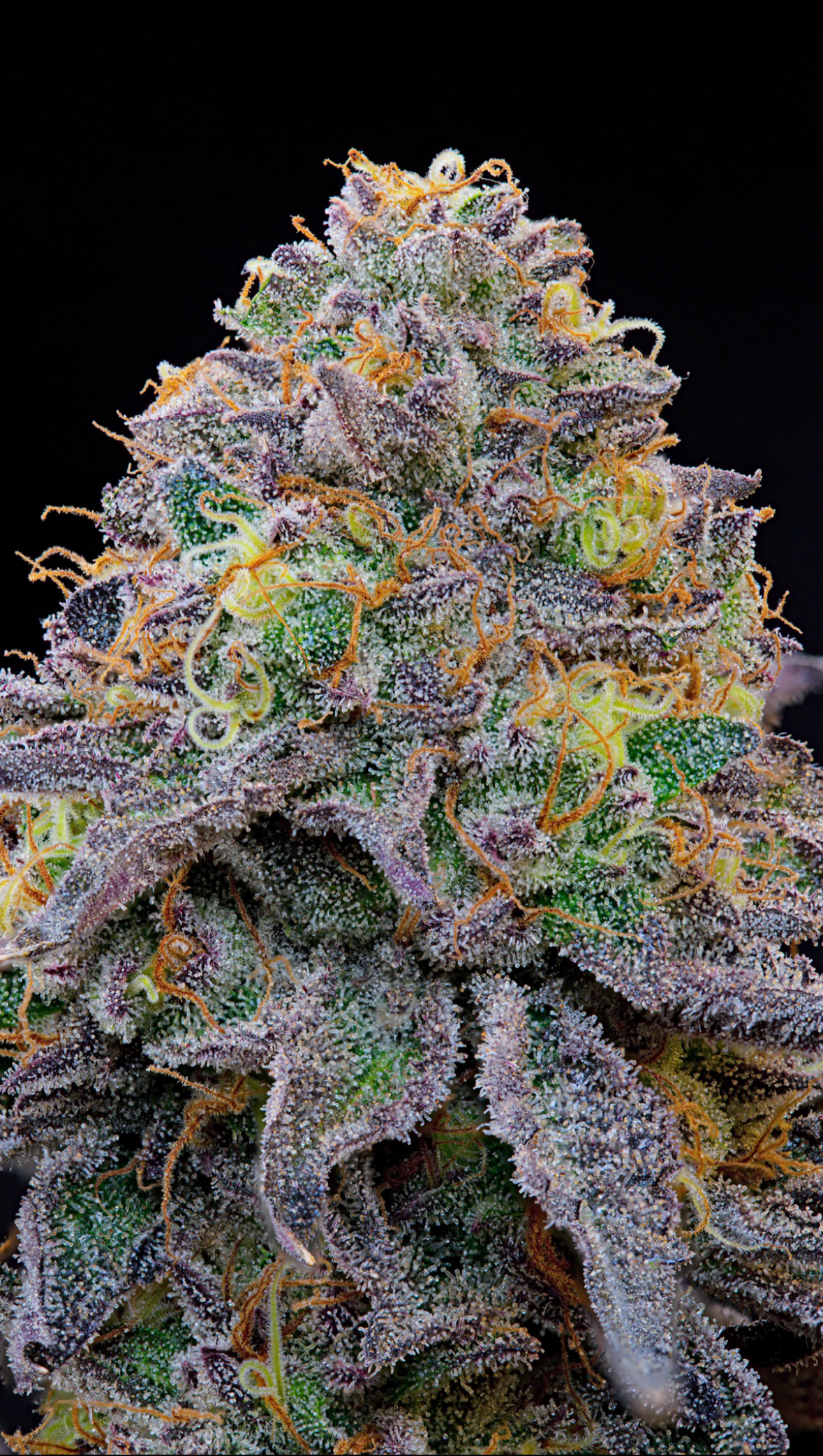 Grounded Genetics - BLUE GELONADE ( GELONADE x Blue Rs11)