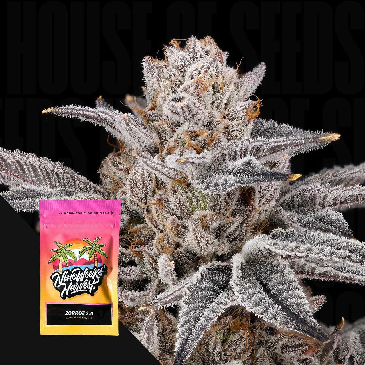 Nine Weeks Harvest - Zorroz V2