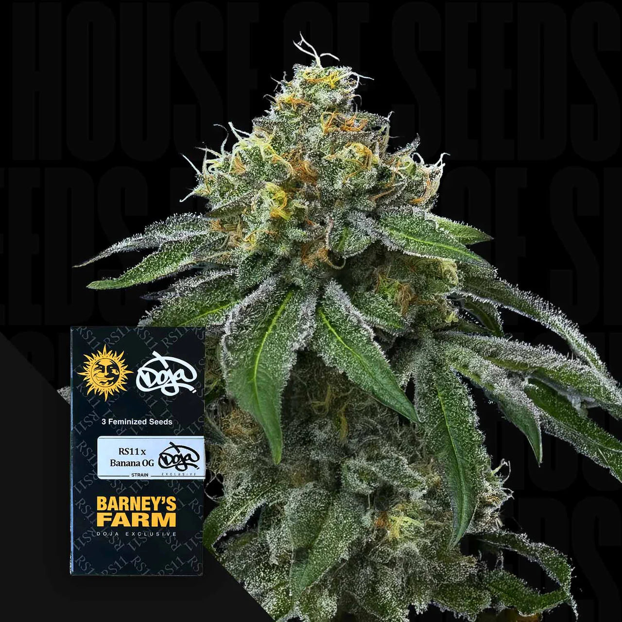 RS11 x Banana OG - Doja x Barneys