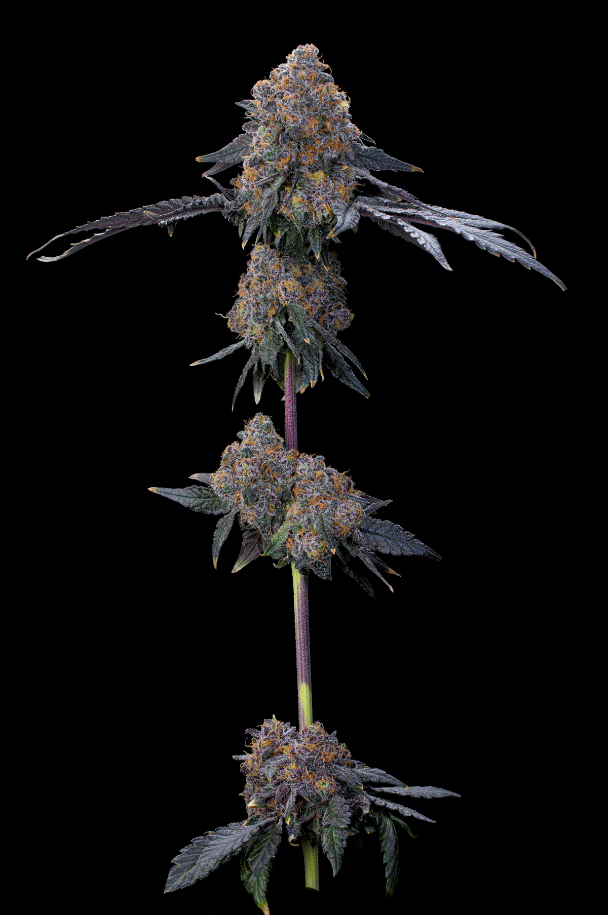 Blu Zang (Zangria x Blucci ) Grounded Genetics