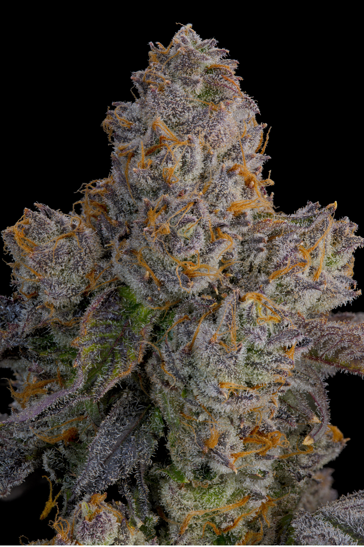 Lime Zoda (Tropical Limes x Peach Guava) Grounded Genetics