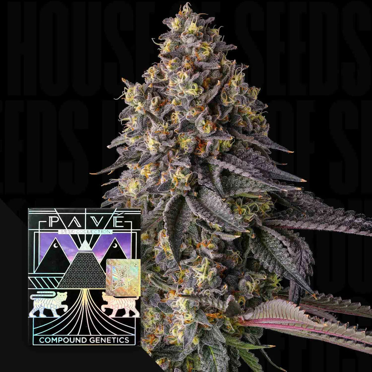 Kumamotoz - Compound Genetics feminisierte Premium Cannabis Samen