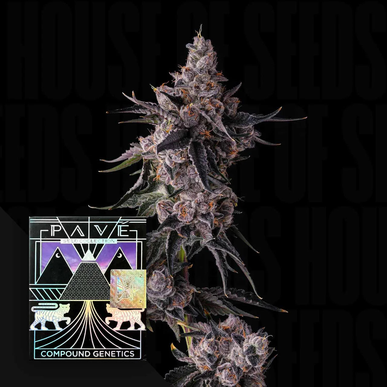 Lemon Cherry Pavé - Compound Genetics feminisierte Premium Cannabis Samen