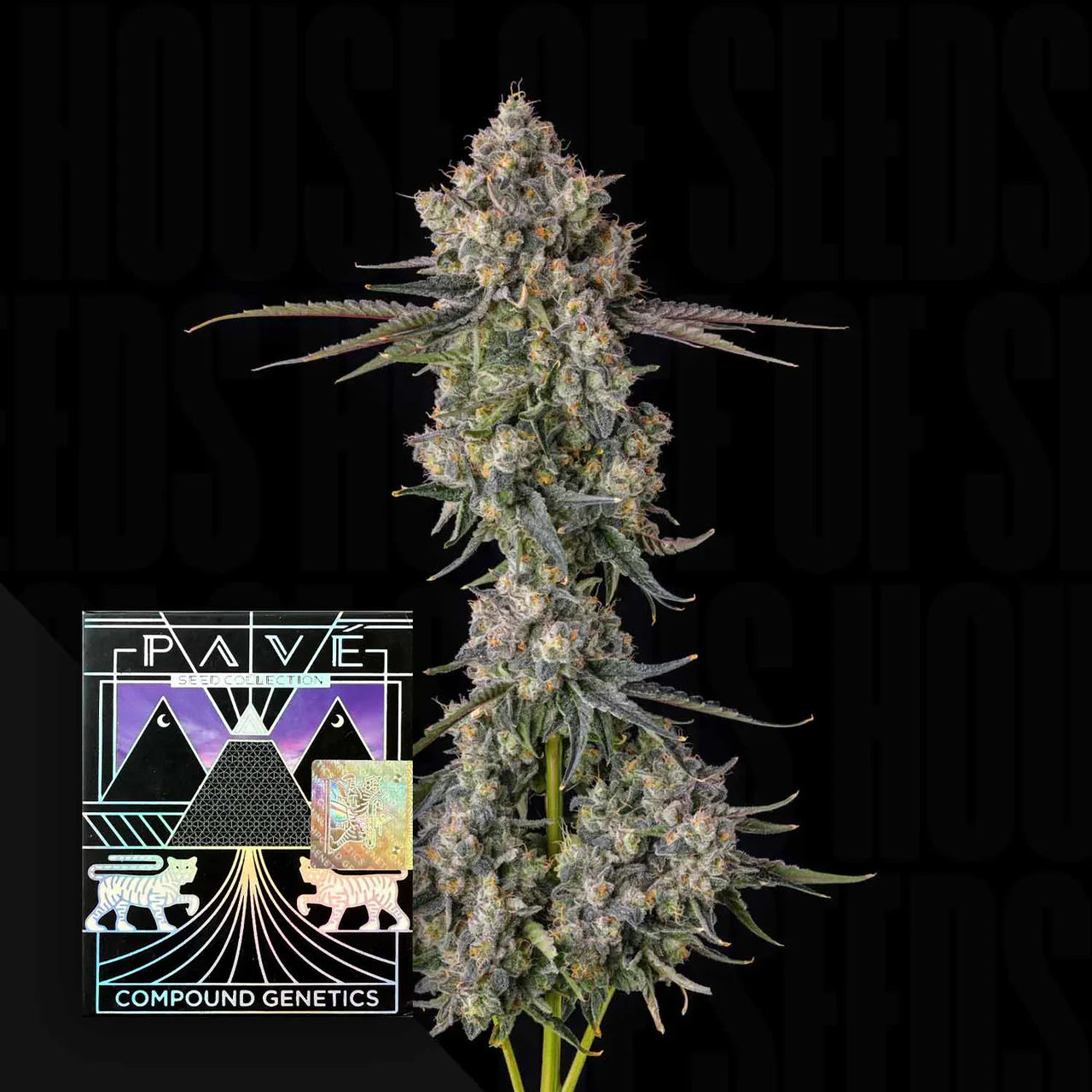 Zhampagne - Compound Genetics feminisierte Premium Cannabis Samen