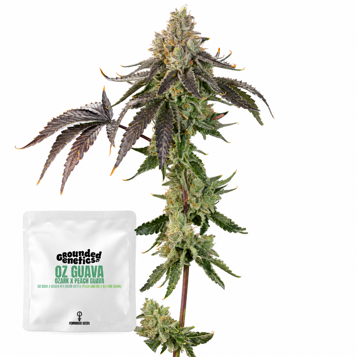 OZ Guava (Ozark x Peach Guava) Grounded Genetics