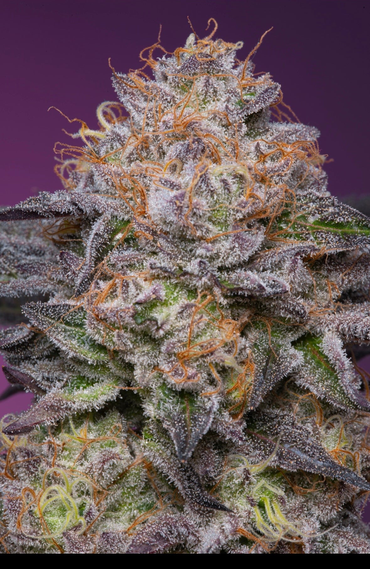 Grounded Genetics - LIME DRIZZLE