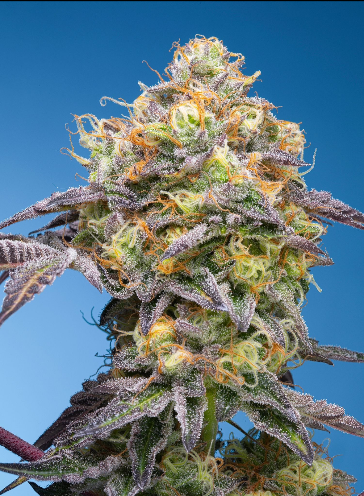 Grounded Genetics - PLUMS