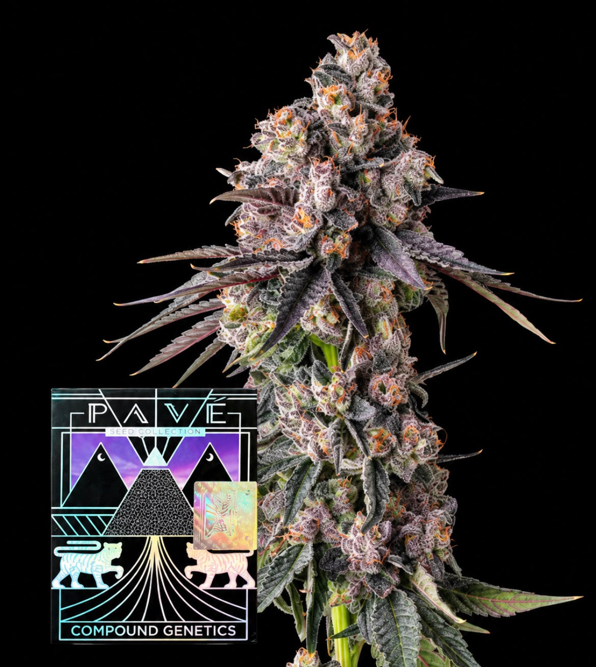 Rainbow Guavé - Compound Genetics feminisierte Premium Cannabis Samen