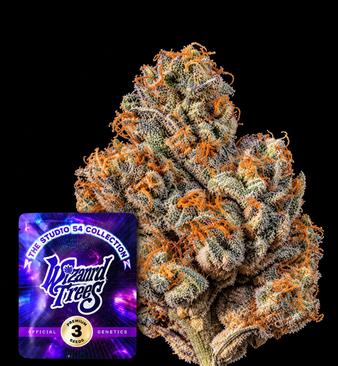 Wizard Tree - Big Ben