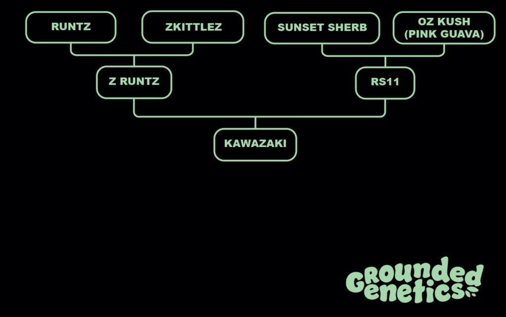 Grounded Genetics - Kawazaki (ZRuntz x Rs11)