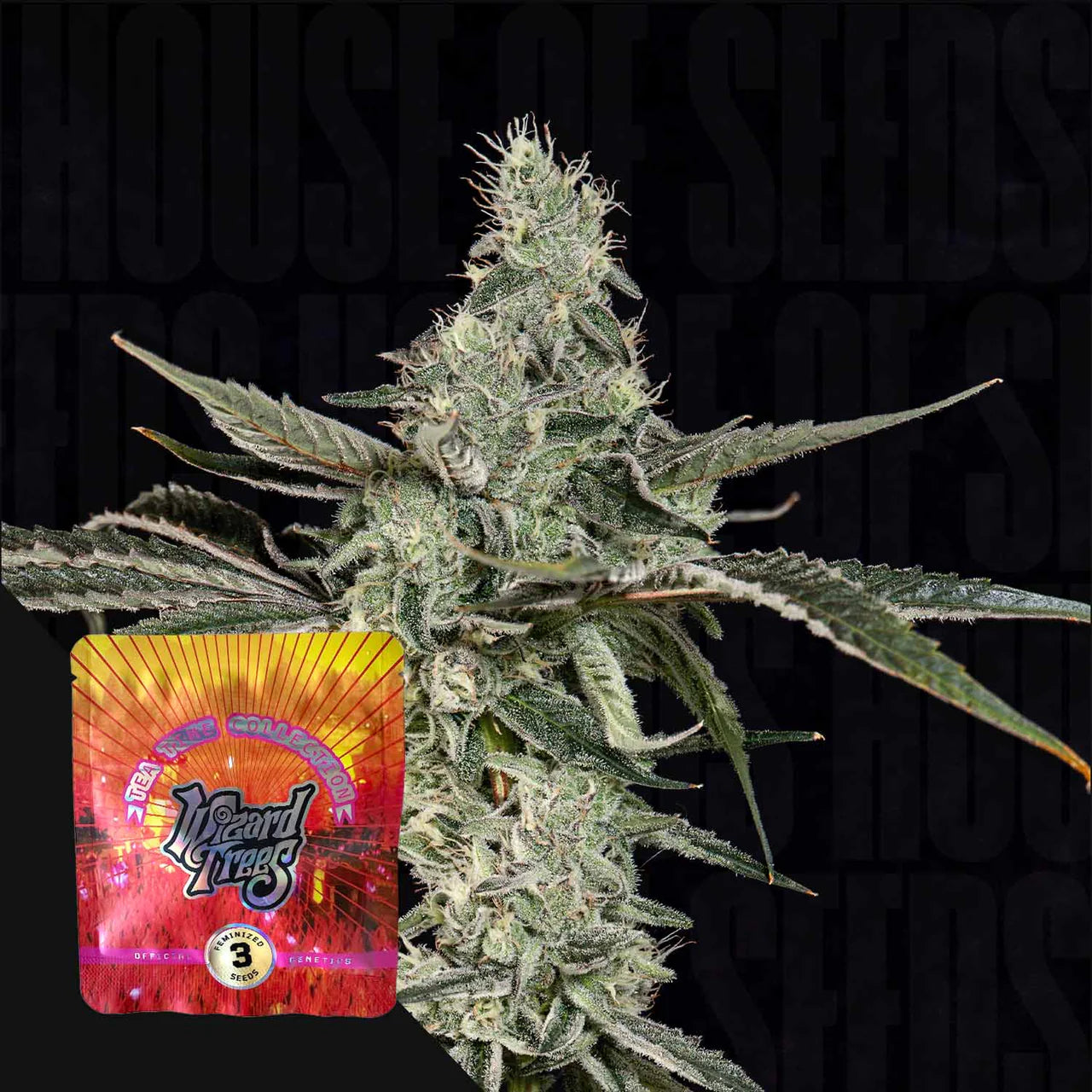 Wizard Tree - London Fog (Blue Dream x Tea Time)