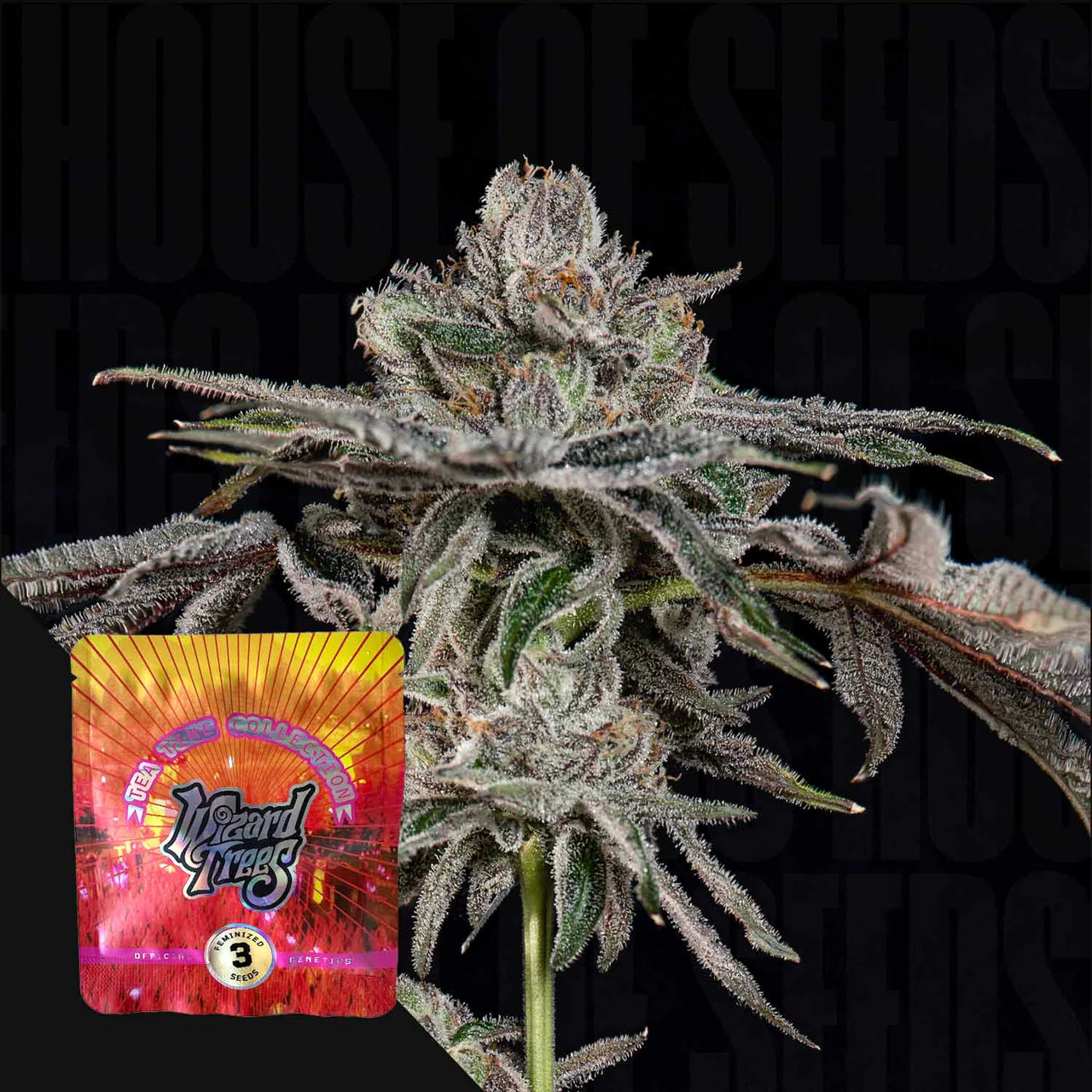 Wizard Tree - Grand Prixx (Monaco x Tea Time)