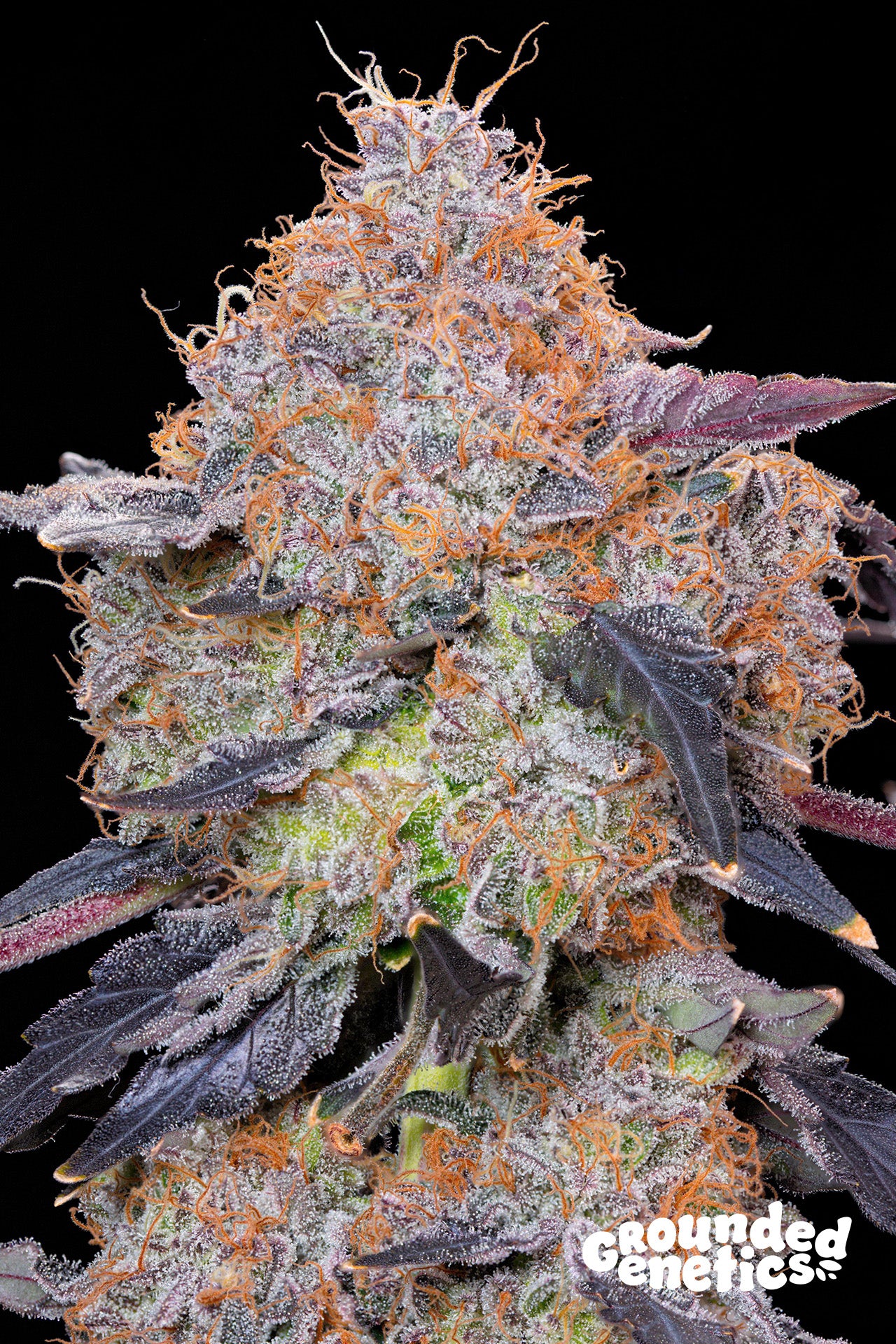 Grounded Genetics - ZUMINATI