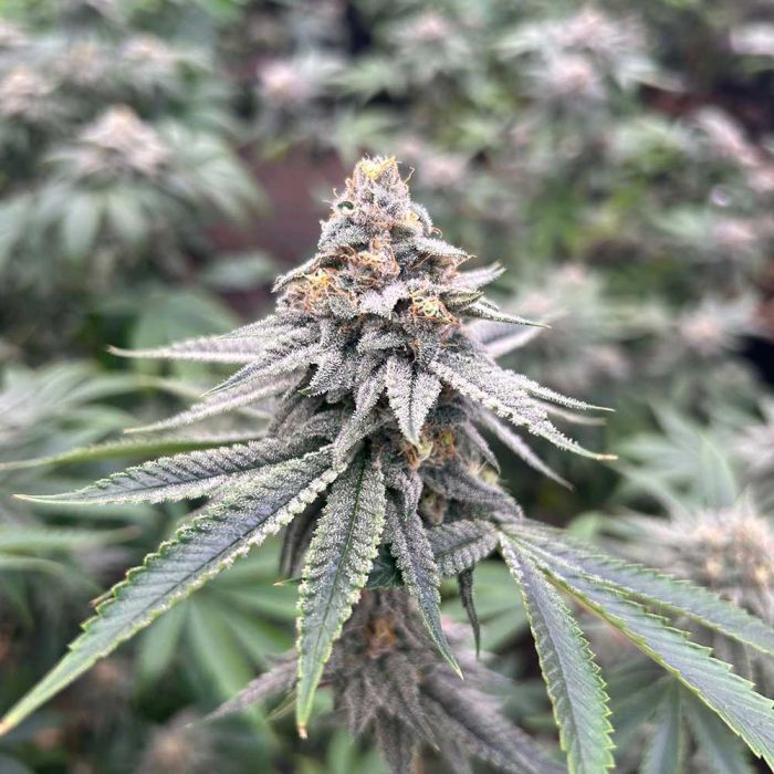 Blood Diamonds 2.0 - Concious Genetics