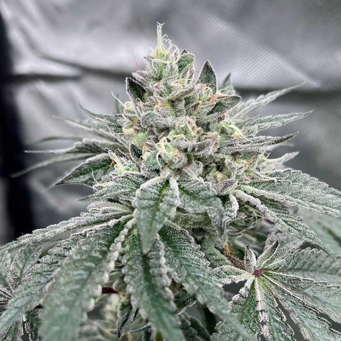 Gas Drops - Concious Genetics