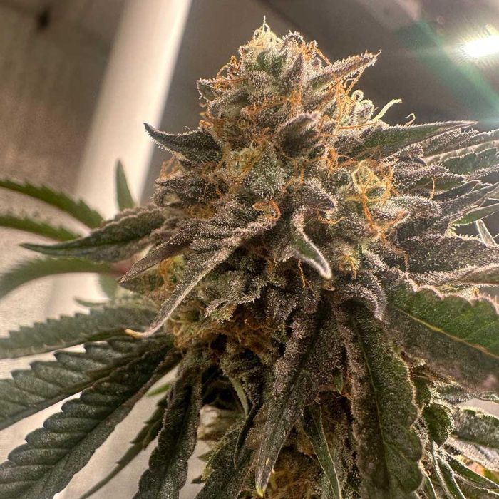 Pink Waferz 2.0 - Concious Genetics