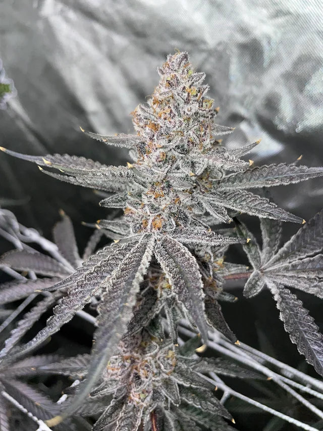 Roxanne by Exotic Genetix