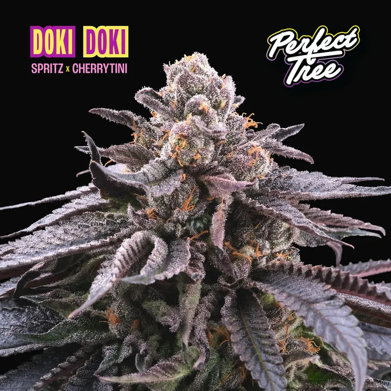 Perfect Tree - Doki Doki