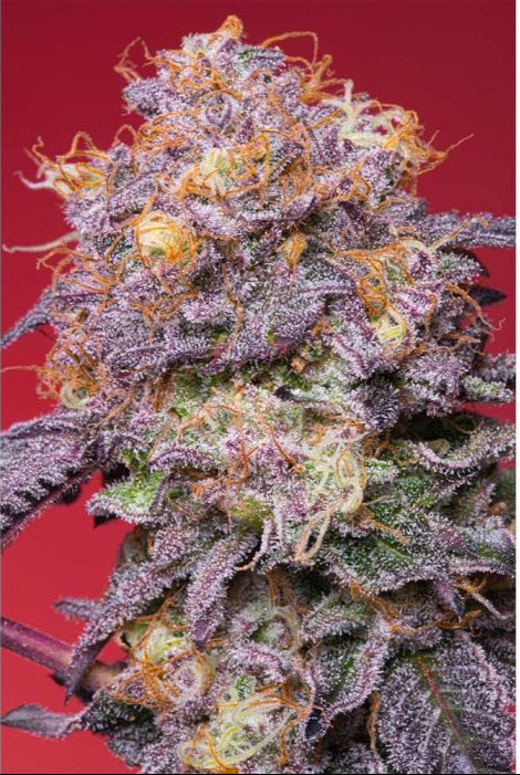 Grounded Genetics - Zerberry (RS11)