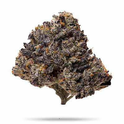 Purple Cherry Popper Feminized Seeds – Elev8 Seeds Genetics