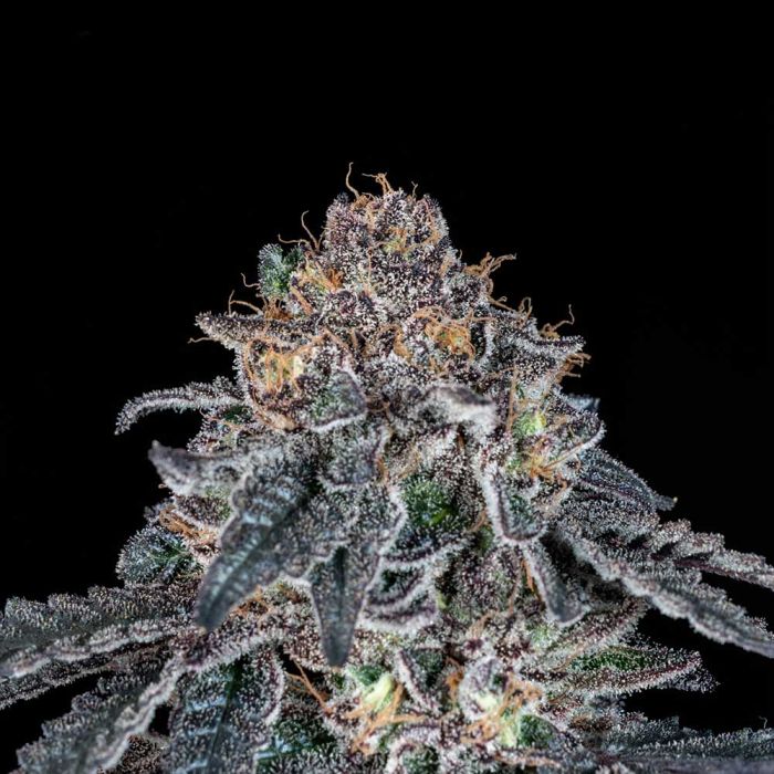 Grape Venom - Black Tuna Seeds