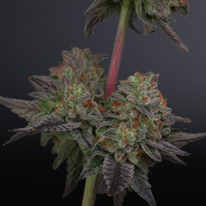 Zowahh V2.0 - Karma Genetics