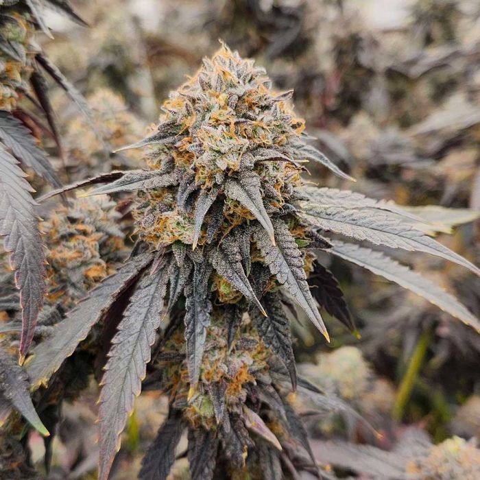 Europe Top Shelf