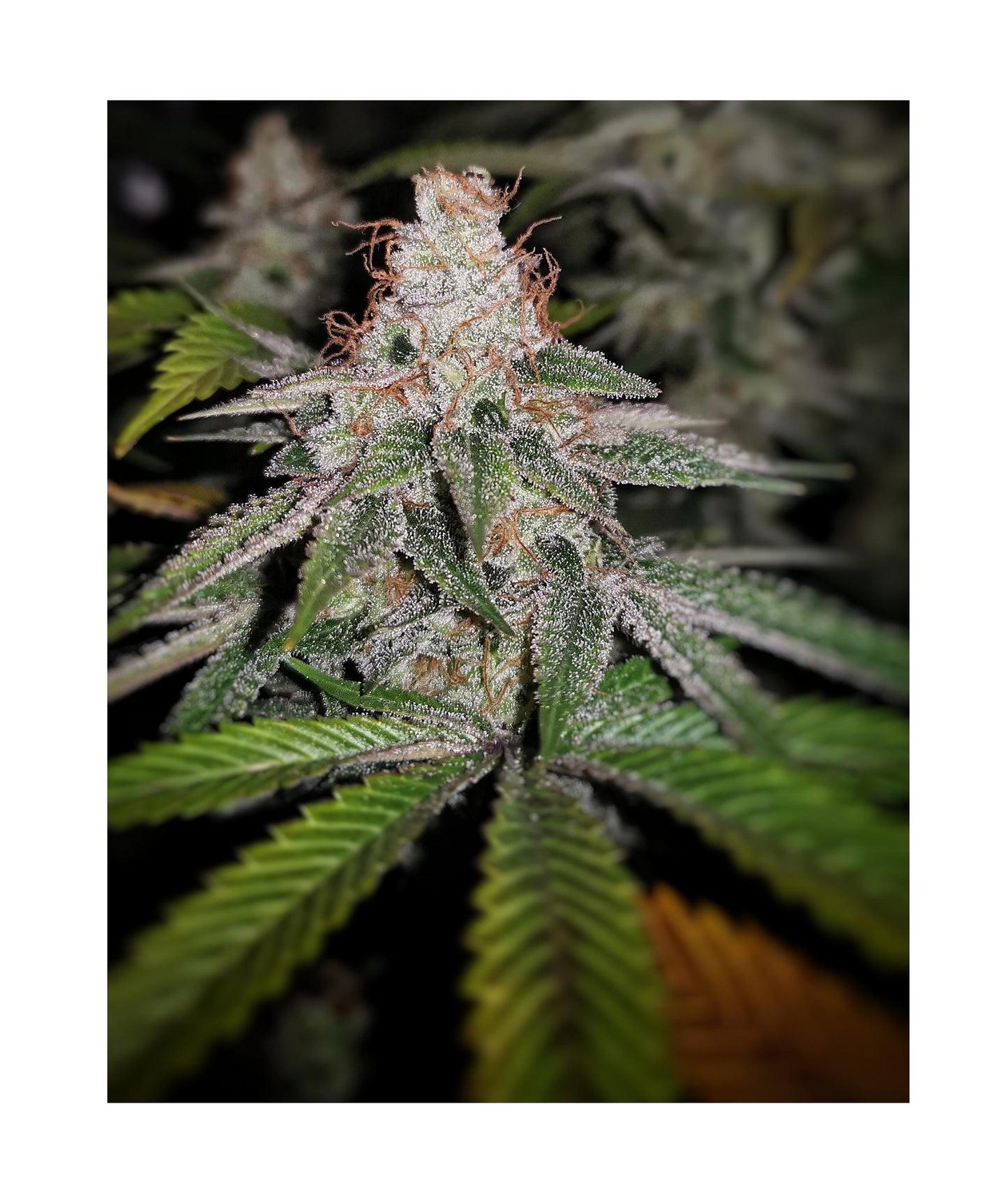 Meloshy - ( Applefritter x Jealousy) x Fresca Melon) Gas Co. Genetics