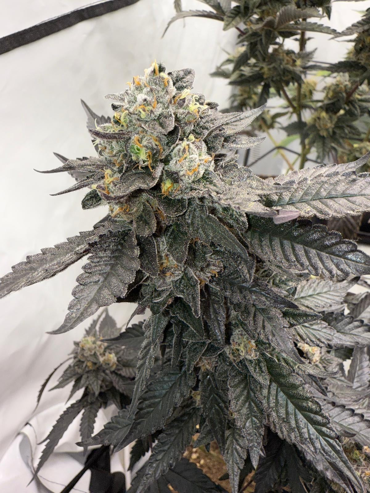 Cali Pack Seed Bundle - Gas Co. Genetics Pre Order