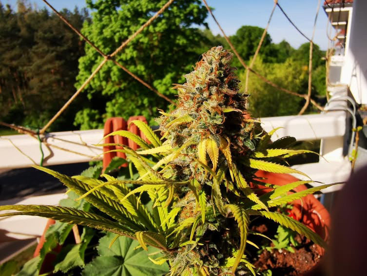 Cali Pack Seed Bundle Auto - Gas Co. Genetics