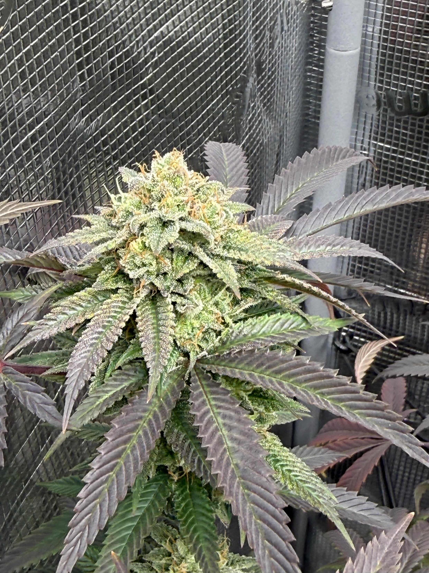 Melon Payton - ( Gary Payton x Fresca Melon) Gas Co. Genetics