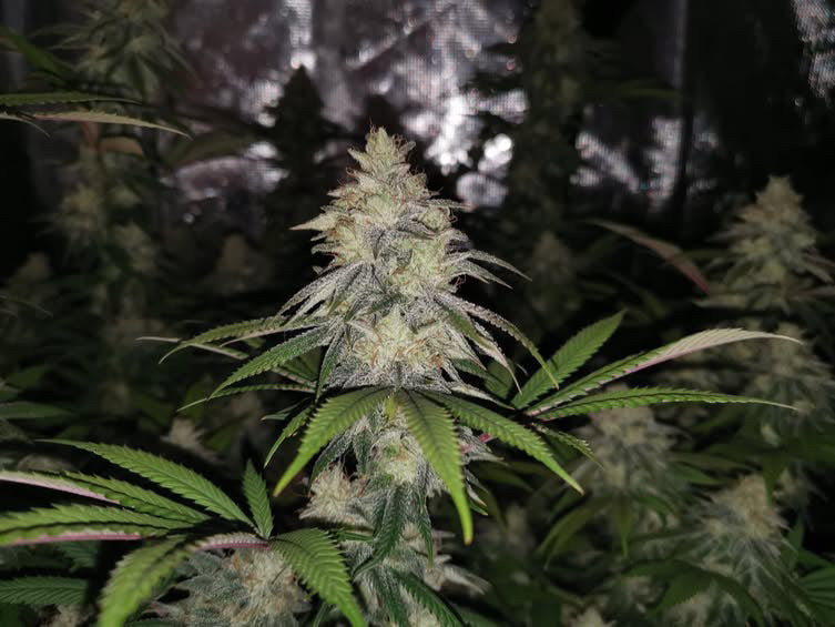 Cali Pack Seed Bundle - Gas Co. Genetics