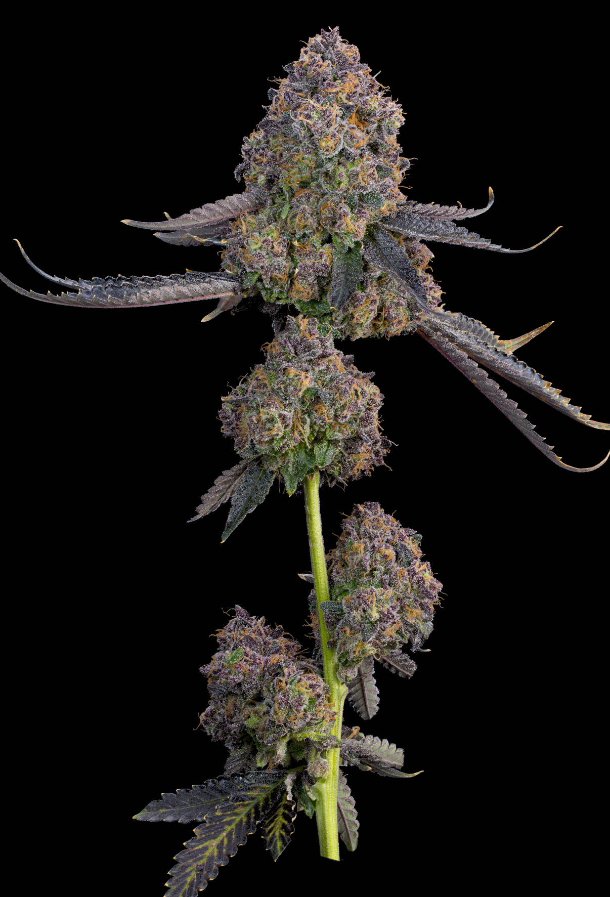 Pink Zoda (Z-Face x Ultraviolett Sherb) Grounded Genetics