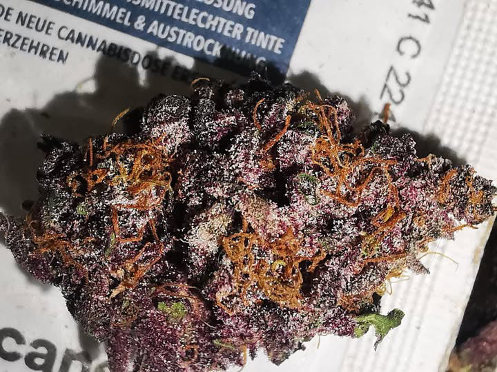 Cali Pack Seed Bundle - Gas Co. Genetics