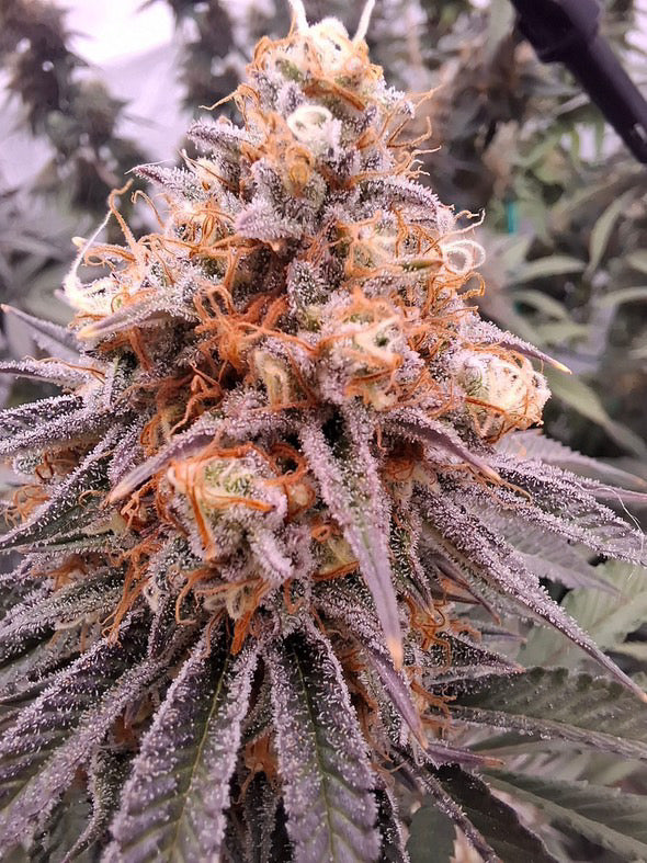 Cali Pack Seed Bundle - Gas Co. Genetics Pre Order