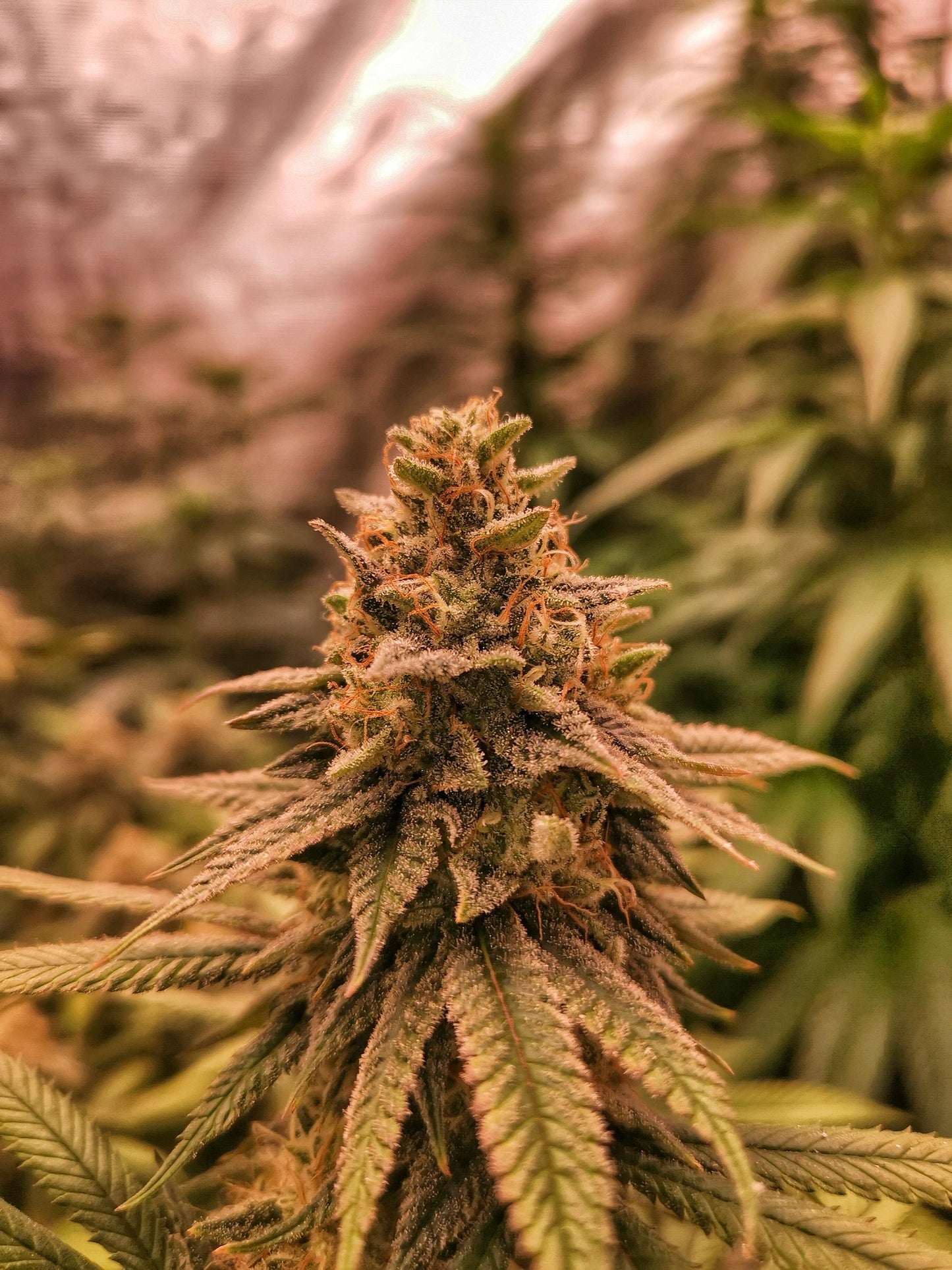 Cali Pack Seed Bundle - Gas Co. Genetics