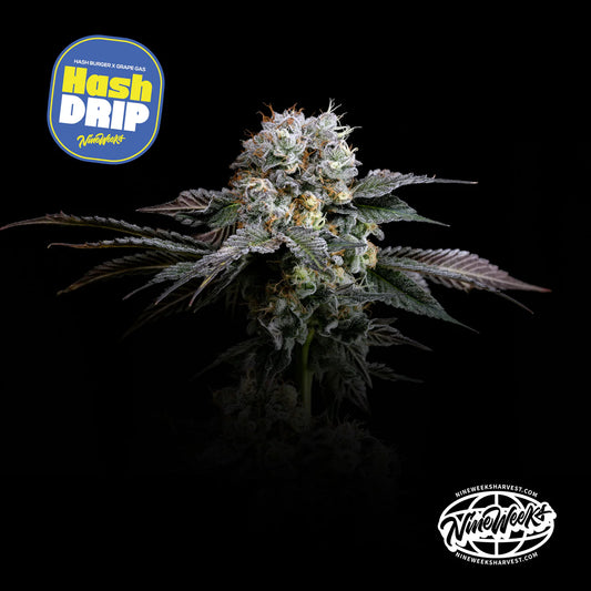 Hash Drip - Nine Weeks Harvest (Hash Burger x Grape Gas)