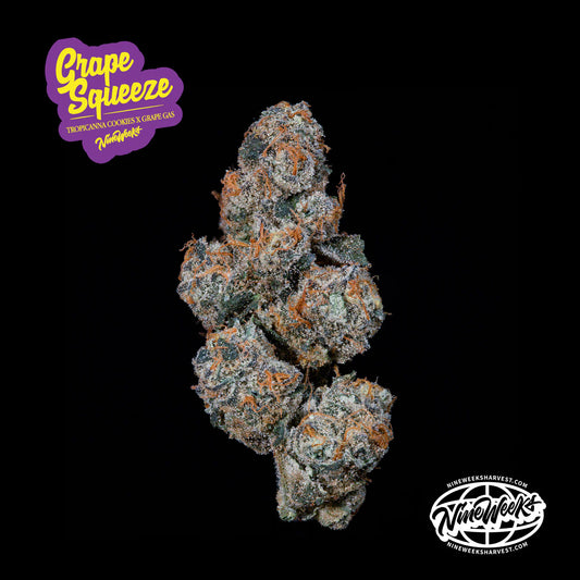 Grape Squeeze - Nine Weeks Harvest (Tropicana Cookies x Grape Gas)